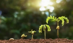 The Seed to Plant Journey