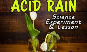 Acid Rain on Plant Life