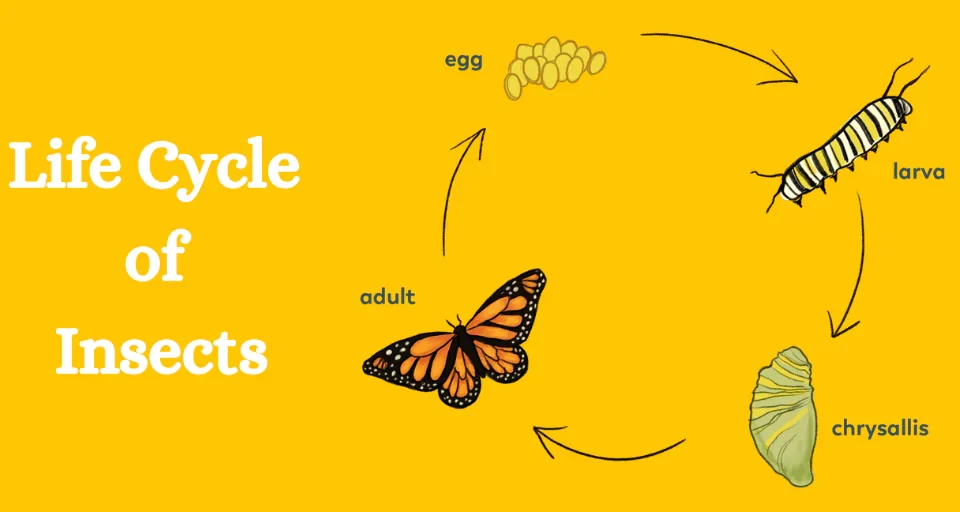 Life Cycle of Insects