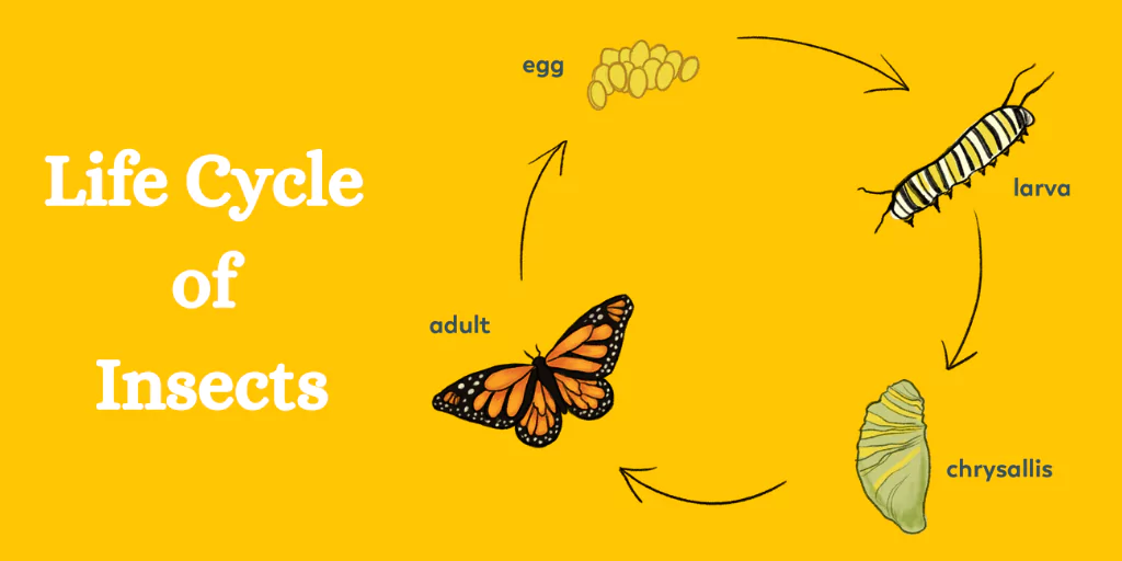 Life Cycle of Insects