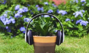 Music on Plant Growth