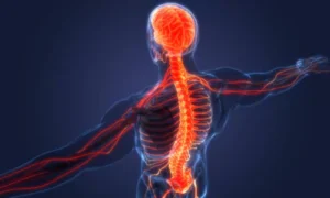 Roles of the Nervous System, human nervous system