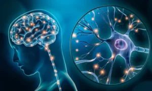 Significance of the Nervous System, human nervous system