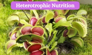 Heterotrophic Nutrition