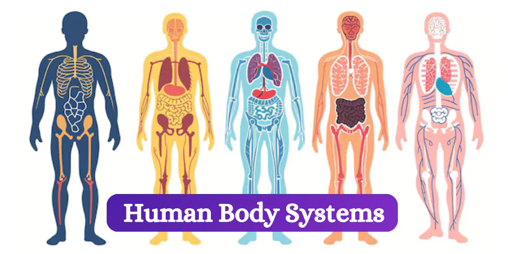 Human Body Systems