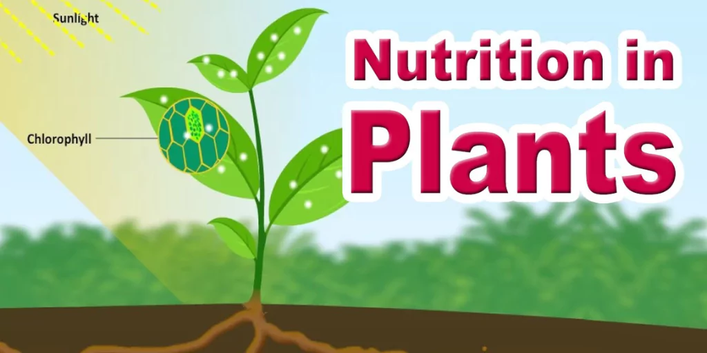 Nutrition in Plants