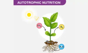 Nutrition via Autotrophic