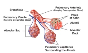 Alveoli structure and function