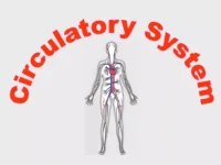 Respiratory system – Enables breathing, gas exchange