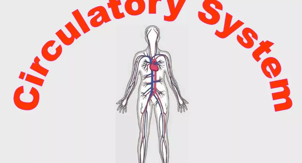 Circulatory system – Moves blood, oxygen, and nutrients
