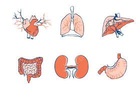 Interconnected Organs and Tissues