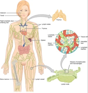 Lymphatic System's Role in Immune Function