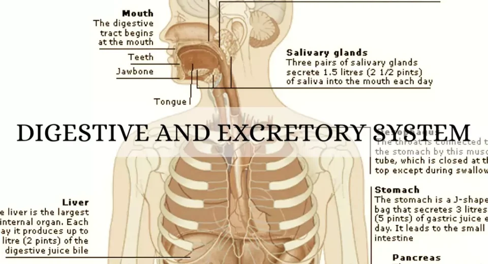 digestive and excretory systems