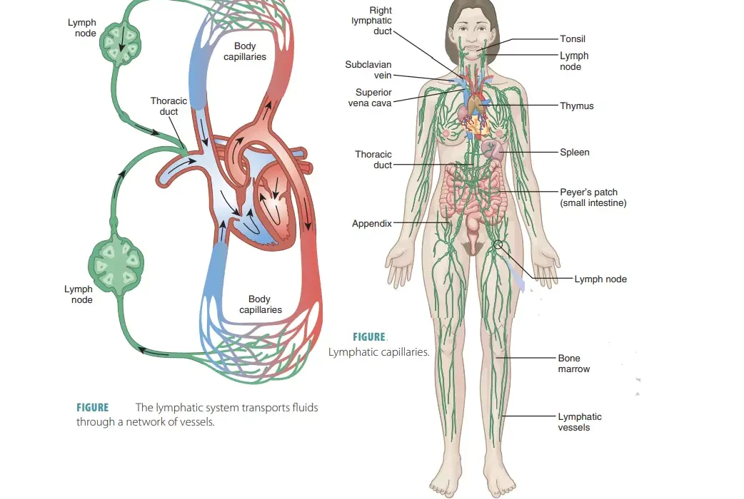 immune and lymphatic systems work together