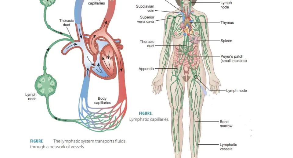 immune and lymphatic systems work together