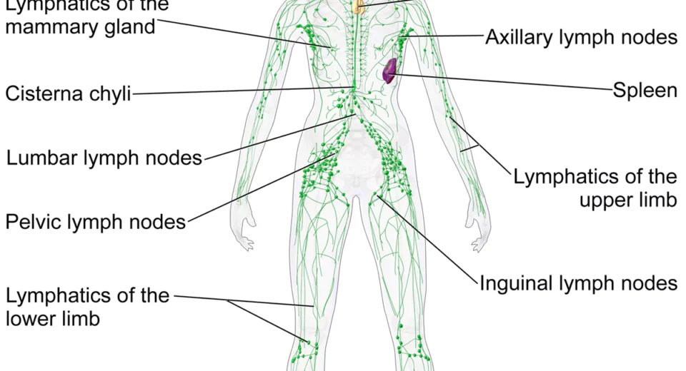 immune cells are found in the lymphatic system