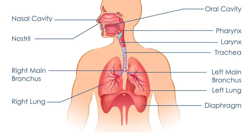 respiratory system