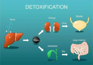 Detoxification and Waste Removal