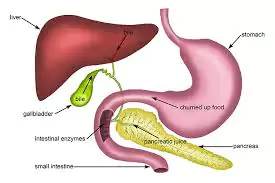 Fat Digestion and the Liver
