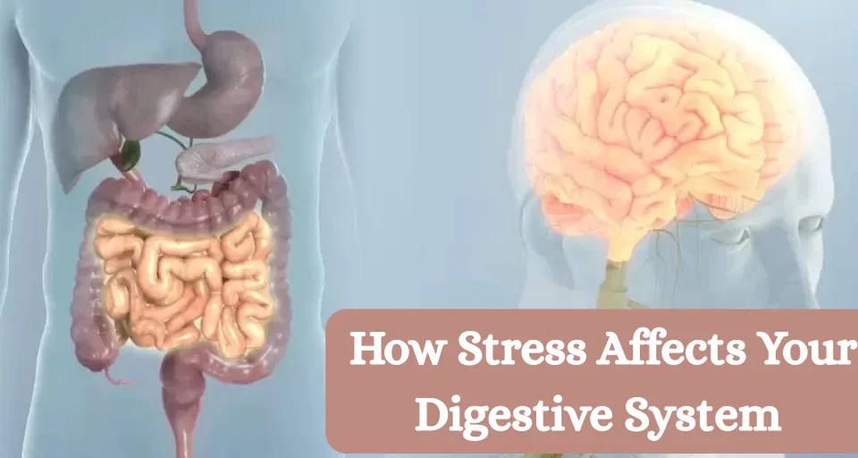 How Stress Affects Your Digestive System