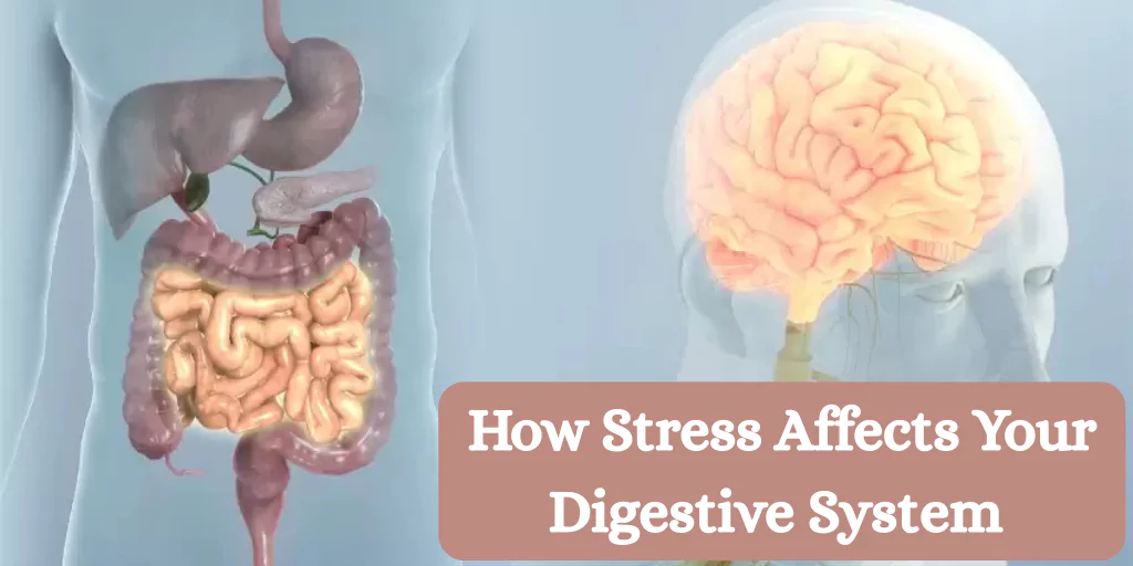 How Stress Affects Your Digestive System