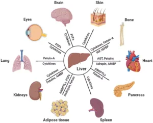 Liver's Interaction with Other Digestive Organs