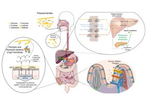  liver in the digestive process