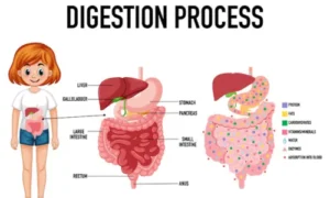 digestive process