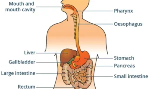 Digestive Function