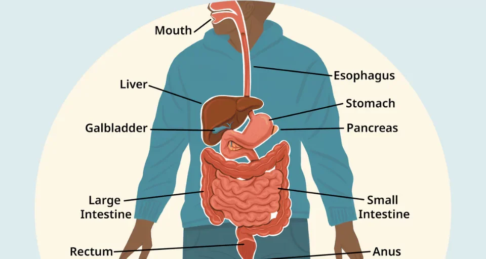 digestive system