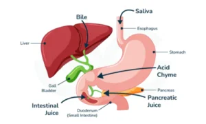 Digestive Timeline and the Liver's 