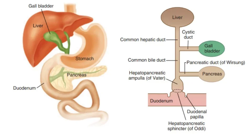 liver in the digestive process