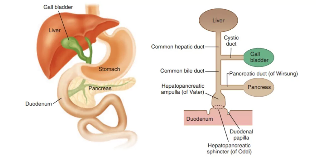 liver in the digestive process