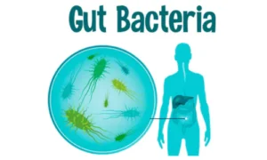 Importance of Gut Bacteria