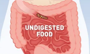 Journey of Undigested Food