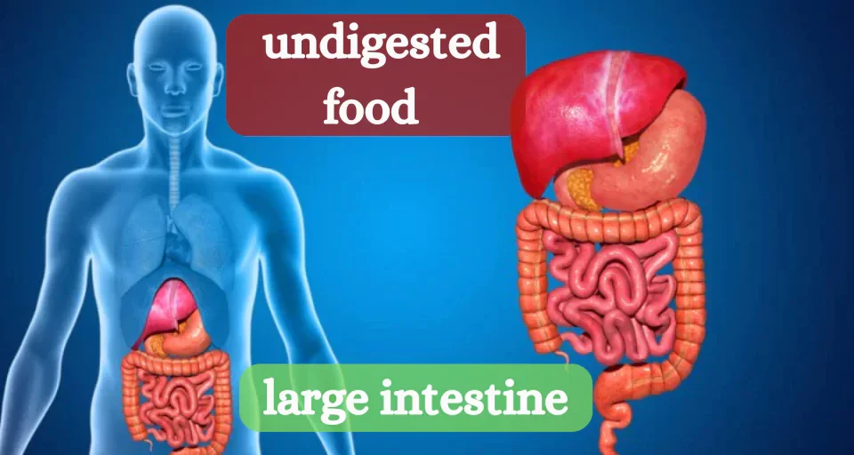 undigested food in the large intestine