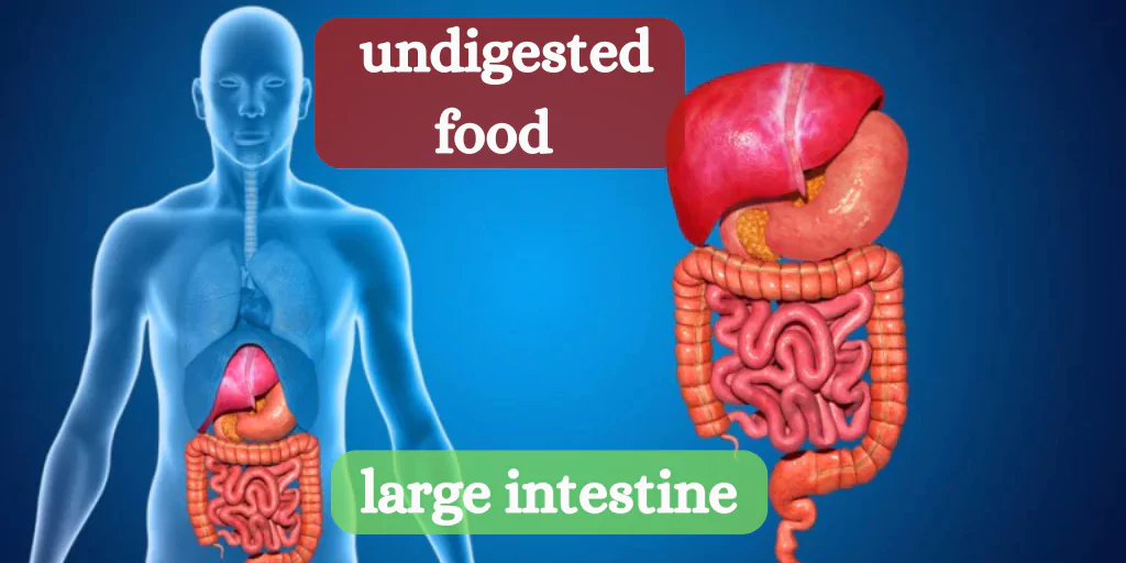 undigested food in the large intestine