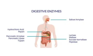 Lipase Works in the Digestive System