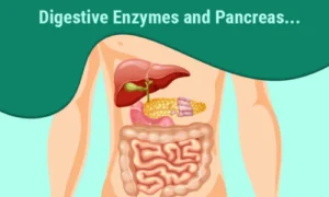 Where Is Lipase Produced