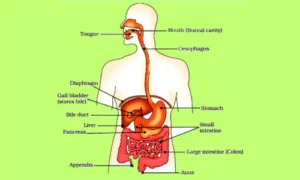 Alimentary Canal