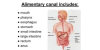 Draw a diagram of digestive organs with correct labels