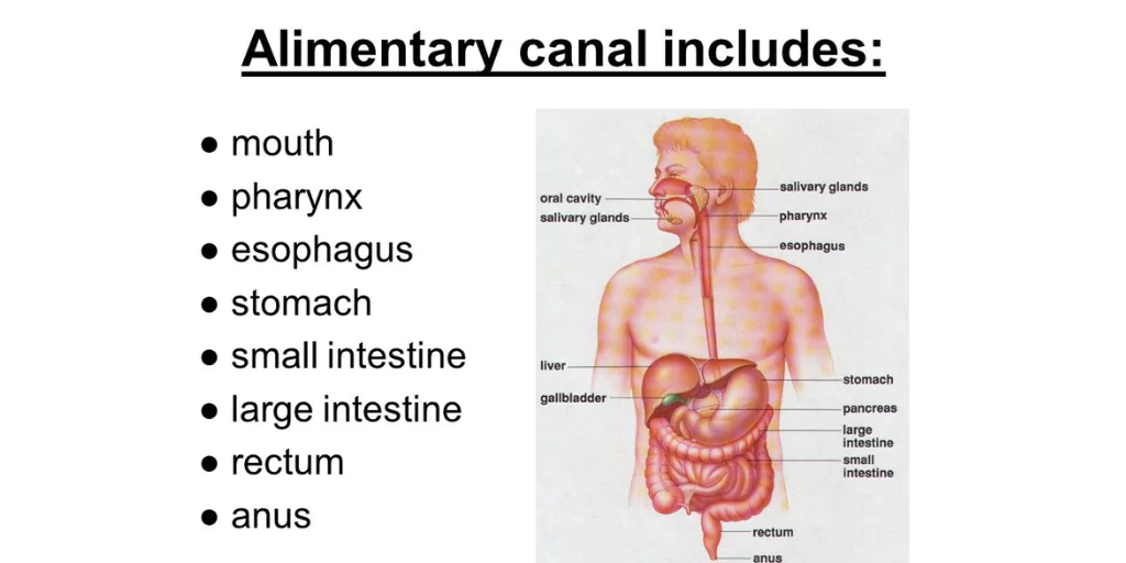 Alimentary Canal of Human