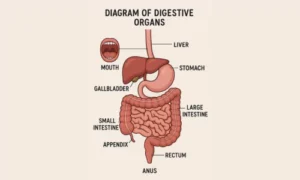 diagram of digestive organs with parts