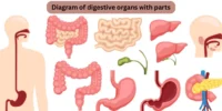 Alimentary Canal of Human: Structure and Functions Explained