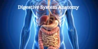 Draw a diagram of digestive organs with correct labels