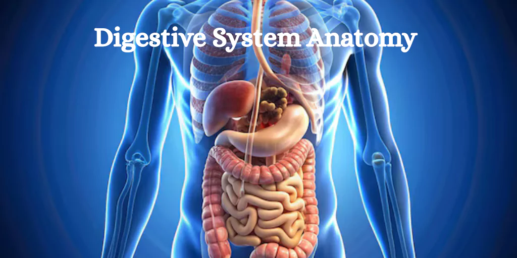 Digestive Anatomy Diagram