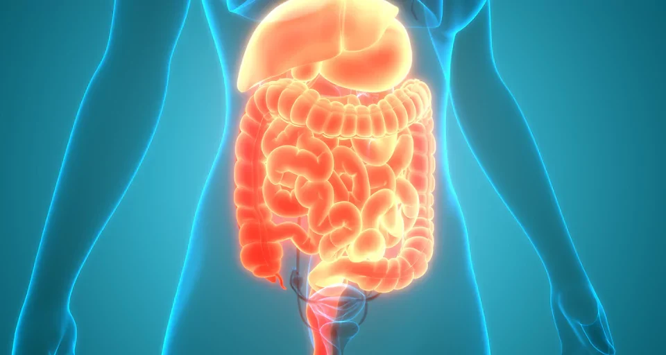 What are digestive enzymes