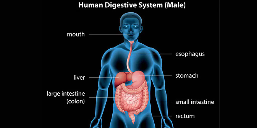 Digestive System in Man