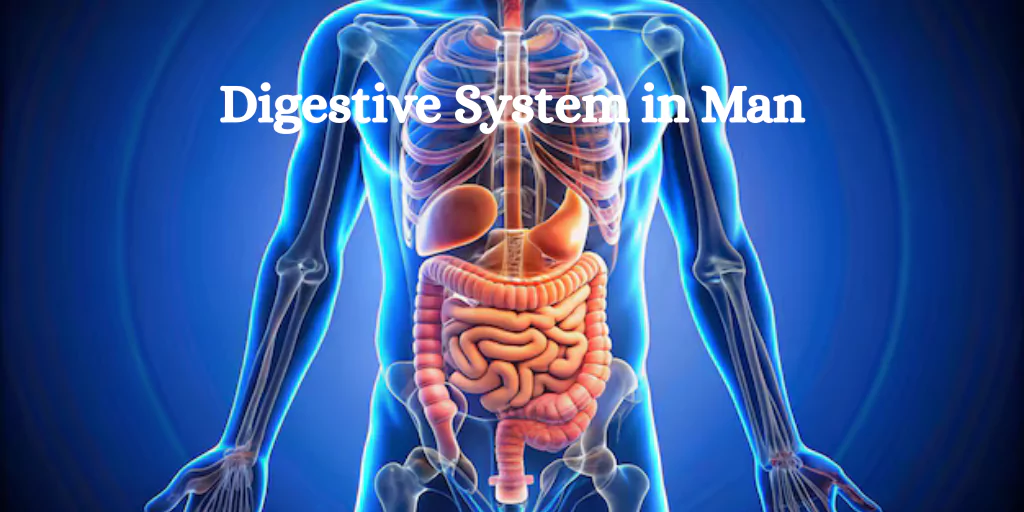 Digestive System in Man