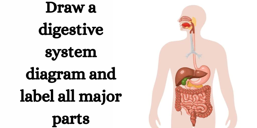 Draw a digestive system diagram